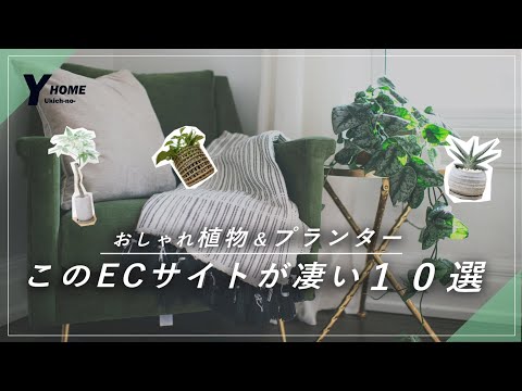 【観葉植物×ECサイト】インテリアが映える観葉植物を買うならこのサイト