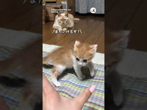 猫の動画サムネイル - 果敢な子猫を見つめるカリンさん｜PECO