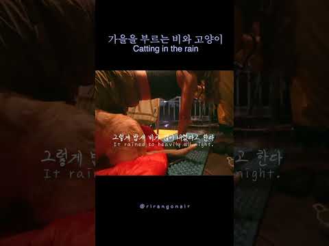 가을을 부르는 비와 고양이 / Catting in the rain #솔로캠핑 #camping #cat