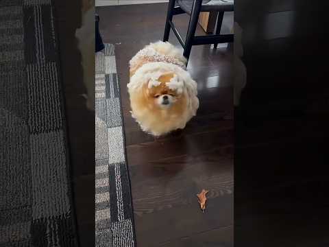 Pomerania un poco que quedó afuera mire esto