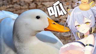 【 聊天 】呱呱呱呱呱呱呱〖鴨鴨伊比．AhiruIbi 〗