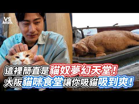 這裡簡直是貓奴夢幻天堂！大阪貓咪食堂讓你吸貓吸到爽！｜VS MEDIAｘ@dobbyisfree1205