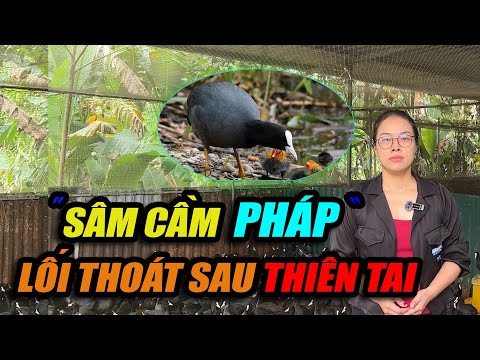 SÂM CẦM PHÁP - LỐI THOÁT SAU THIÊN TAI