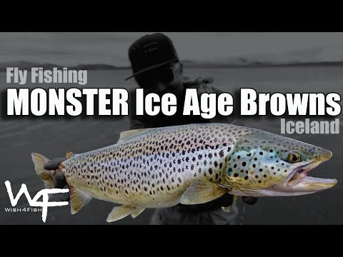 W4F - Fly Fishing Iceland Monster Ice Age Browns Þingvallavatn