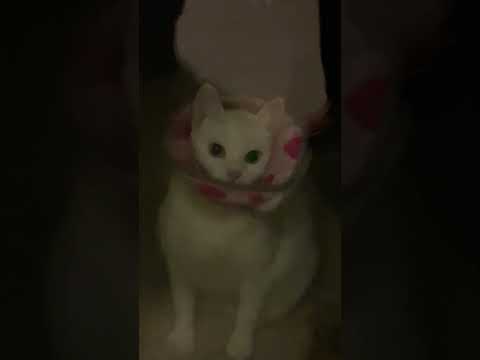 #music #funny #remix #memes