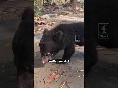 Baby bears saved from a life of torture
