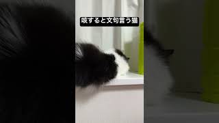 咳すると文句言う猫 #猫 #cat #shorts