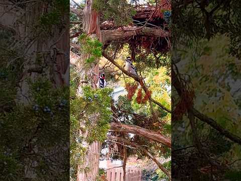 Downy woodpeckers romantic date 🐧