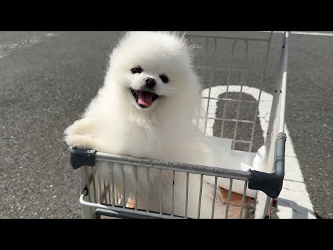 ホームセンターのカートに乗ったポメラニアンがこうなりました