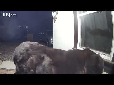 Huge Mama Bear Gets Curious About Woman's Home | RingTV