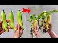 Technique for propagating bananas that root like crazy in 7 days.