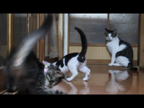 廊下で楽しむ子猫たちのかわいい瞬間 サムネイル
