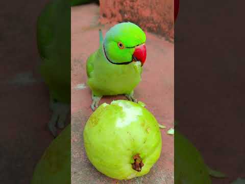 mithu talking parrot 🦜 eating show 😋 #talkingparot #petbird #funny #eatingshow #eatingfruit #reels