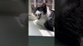 【日常】パパからお昼寝をジャマされる猫のニコくんの様子 #ねこのいる生活 #cat