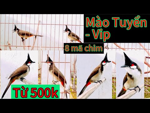 Mào Bổi Tuyển Bao Trống . Sơn La Bộ Đẹp Dữ Chim ... 8 mã cho ae mình chọn lh: 0962173954