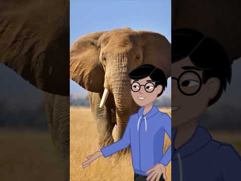 Elephants Can’t Jump — But They Can Swim! 🐘🌊