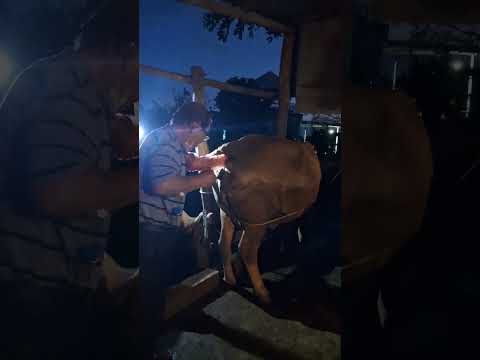 phối giống trong đêm khuya #thanh vlog 2271