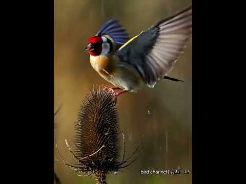 المقنين و الشتاء ✅📷