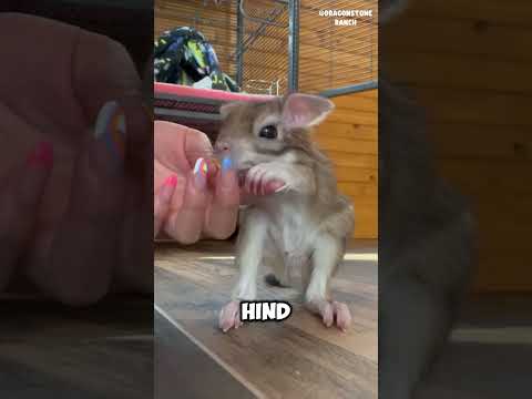 Is a springhare a rabbit? #shorts #animals #animalkingdom #wildlife #tinyanimals #springhare #africa