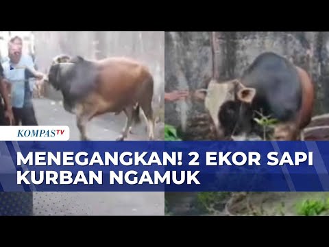 Panik! Insiden 2 Ekor Sapi di Kebon Jeruk Ngamuk | KOMPAS PETANG