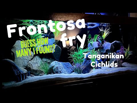 Finding Frontosa Fry in my 260 Gallon African Cich One of the best feelings is turning your aquarium lights on and discovering your Frontosa has bred i