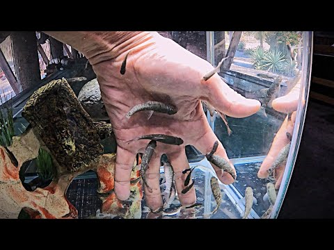 Mom's BD present_ 29x doctor fish aka Garra rufa f Our website_  https_//fish-story.com/

You can connect with us on Monster Fish Keepers forum (screen