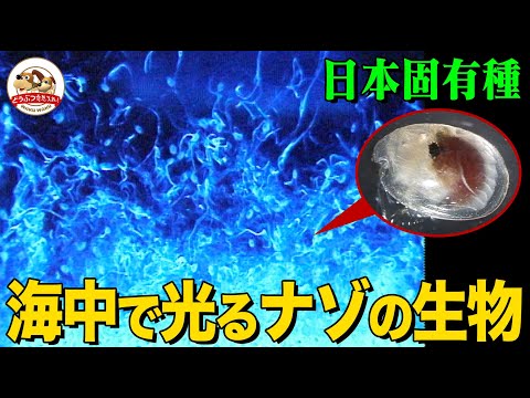 【海のホタル】幻想的な光を放つナゾの生物を伊豆の海で観察!?…その正体&光るメカニズムと理由とは?旺盛な食欲も検証!【どうぶつ奇想天外/WAKUWAKU】