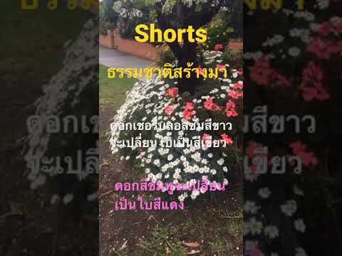 ธรรมชาติสร้างมา-ดอกเชอรี่บลอสซ ธรรมชาติสร้างมา-ดอกเชอรี่บลอสซ