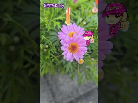 트롯요정 김다현 꽃바람