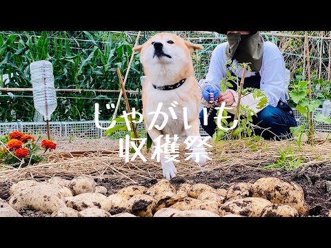 柴犬と初めてのジャガイモ掘り