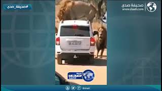 أسد يهاجم زوار