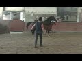 Dressage horse Merrieveulen dressuur (Danciero x Florencio)