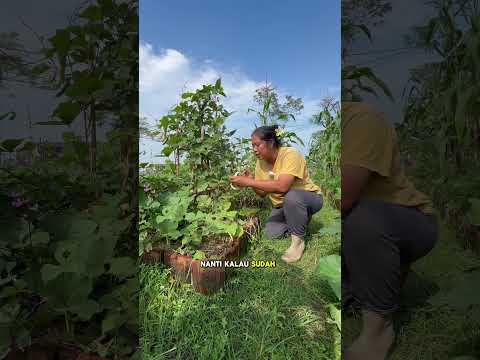 Tanam ini (koro) biar ga capek dan ribet tapi panennya banyak #kebun #berkebun #garden #homegarden
