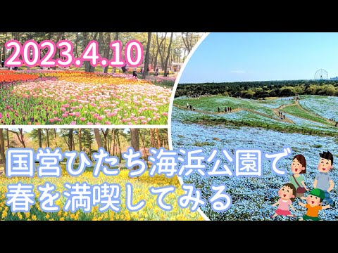 《茨城県ひたちなか市》国営ひたち海浜公園でネモフィラ、スイセン、チューリップを楽しんできました(^^♪