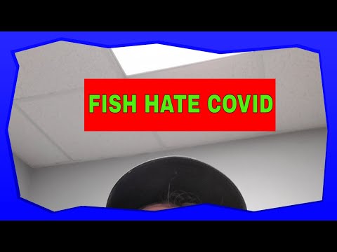 Covid-19 Fish Unboxing @BfR Covid-19 Fish Unboxing @BfR. Please subscribe  https_//www.youtube.com/c/BensonsFish... 
First real 