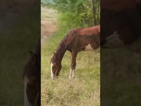 #horse ##viral ##reels ##shortvideo #garden ##park ##horseriding #clips