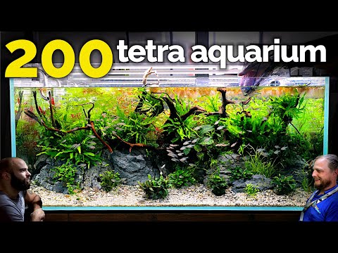 The Tetra Jungle Aquarium_ EPIC 4ft 200 Fish Tank  👇👇MD MERCH CLICK HERE👇👇: 
FULL SHOP_ https_//md-fish-tanks.creator-spring.com

This tank