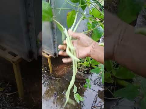 mng vibe # shorts @nirmal videos