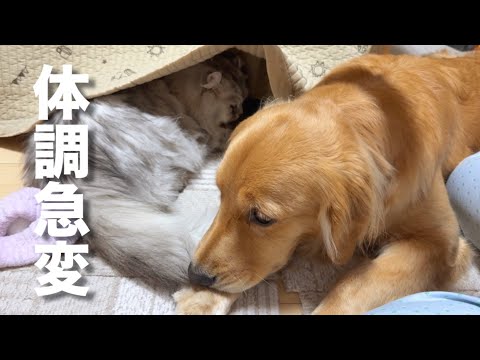犬が猫の異変に気付き飼い主に伝えた心温まるエピソード サムネイル