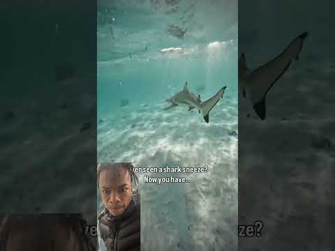 Didn’t know Sharks had allergies💀