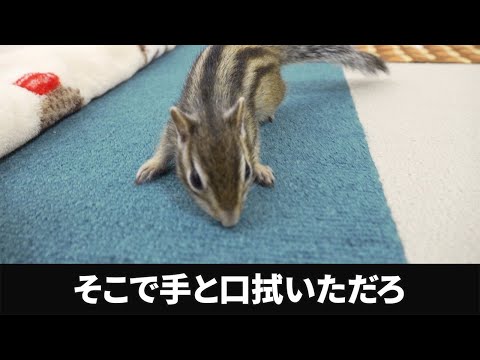 相変わらずなシマリス