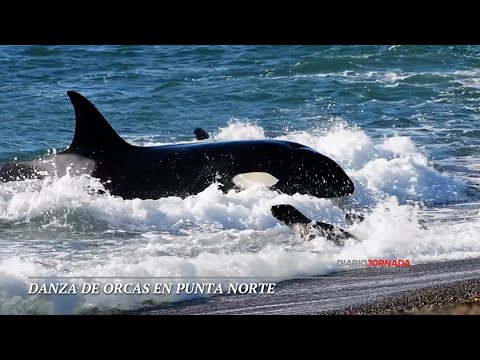 DANZA DE ORCAS en Punta Norte - Chubut