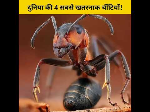 दुनिया की 4 सबसे खतरनाक चींटियों! #shorts #animalfacts