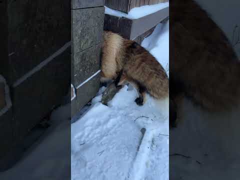 Пролезет ли Алиса в проход? #лисяо #милота #лиса #fox #зима