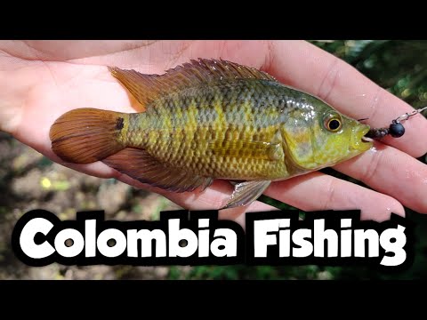 Catching cichlids out of an urban pond & colombia fishing 🇨🇴 video thumbnail