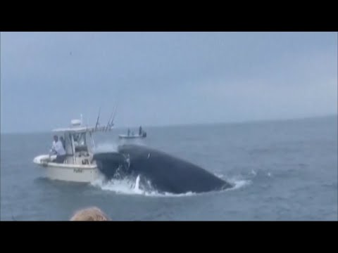 Survivors speak of shock after whale capsizes fishing boat off New Hampshire coast | ITV News