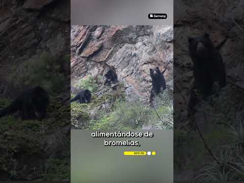 Tres osos de anteojos fueron captados cerca al Camino Inca