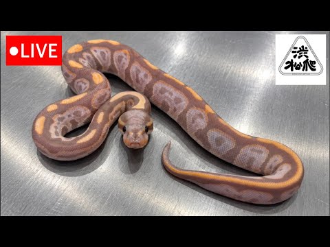 生体紹介LIVE【渋谷松濤爬虫類】