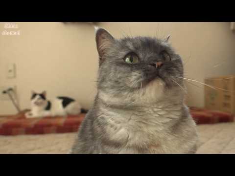 太っ…可愛いの面積が増えてしまったのでダイエットする猫