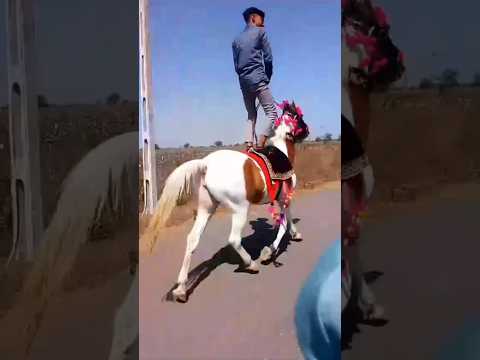 lilan singare 🥰#shorts #dj #horse #horselover #trending #ghoda #ghodi #horseriding
